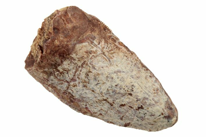 Fossil Phytosaur (Redondasaurus) Tooth - New Mexico #192568